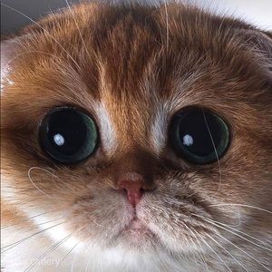 Meet your Posher, Joanne